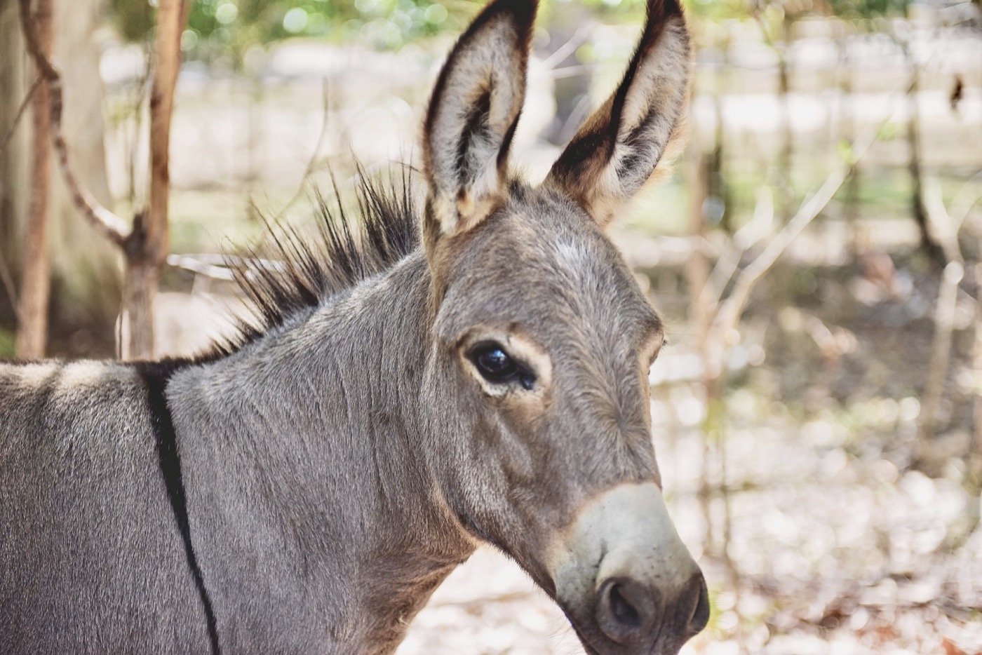 Sponsor our Miniature Donkey