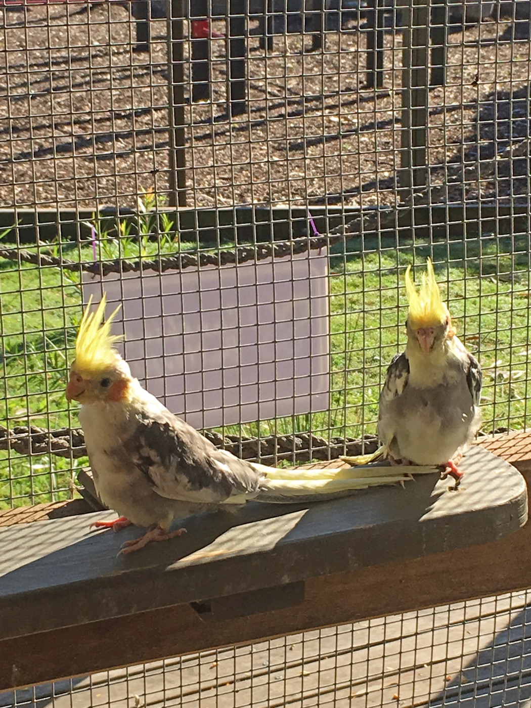 Sponsor our Cockatiels