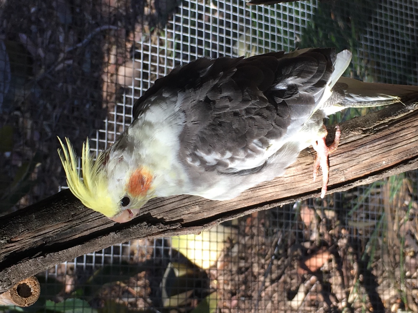 Sponsor our Cockatiels