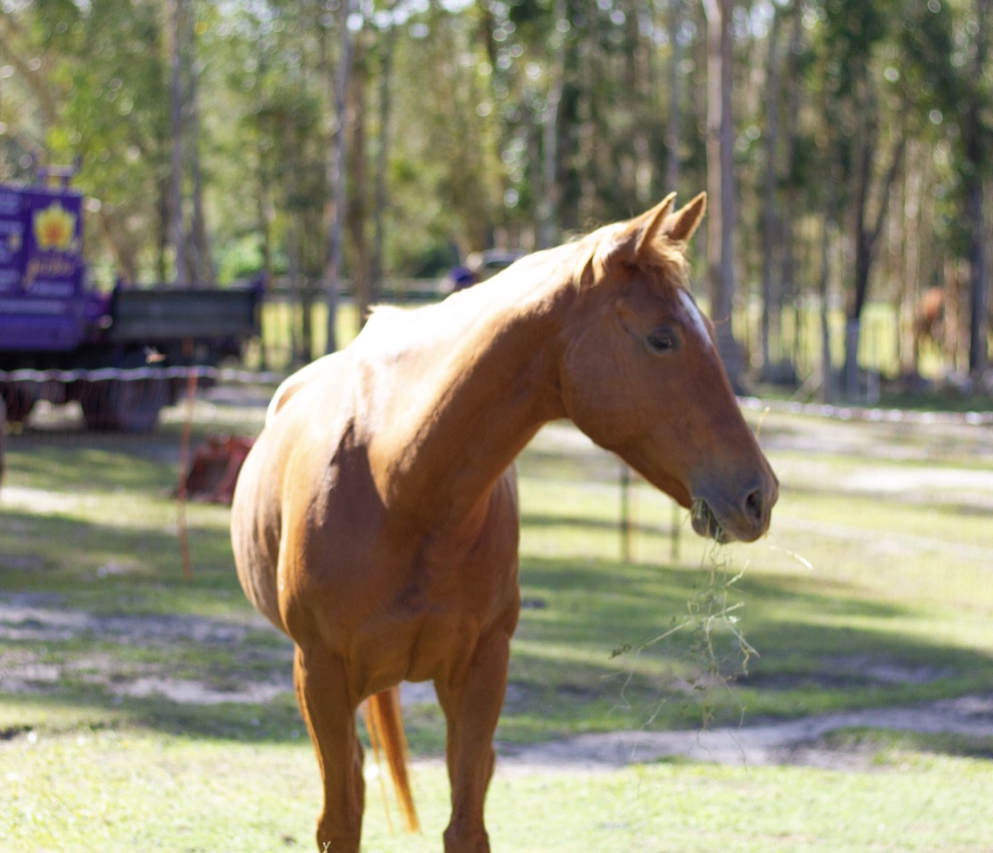 Sponsor our Horse