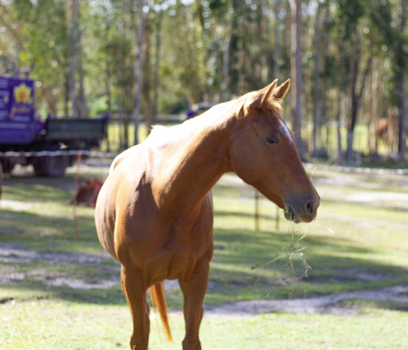 Sponsor our Horse