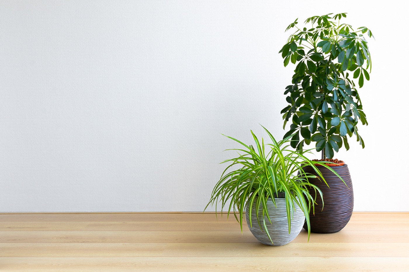 Indoor Plant Hire