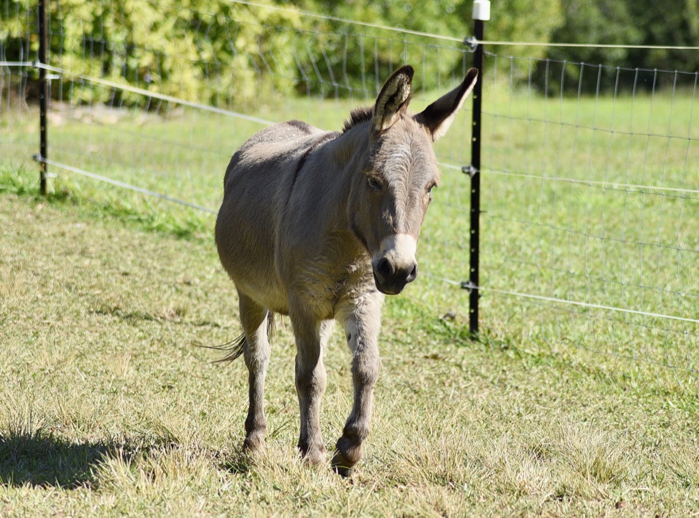 Sponsor our Miniature Donkey