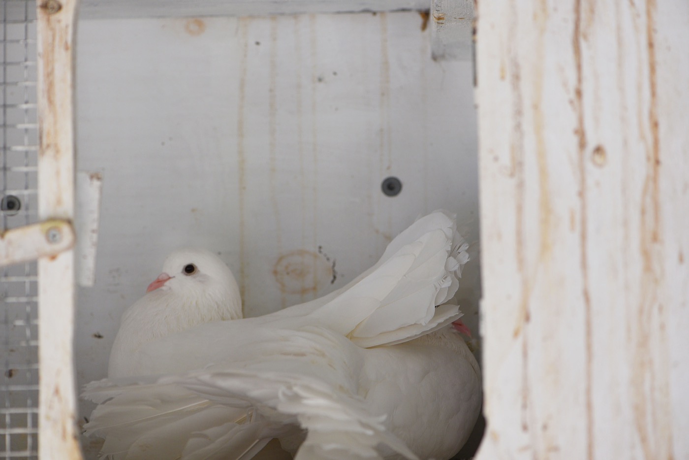Sponsor our Doves