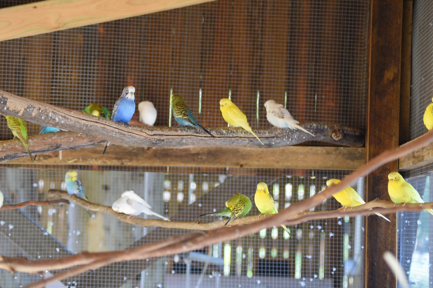 Sponsor our Budgies