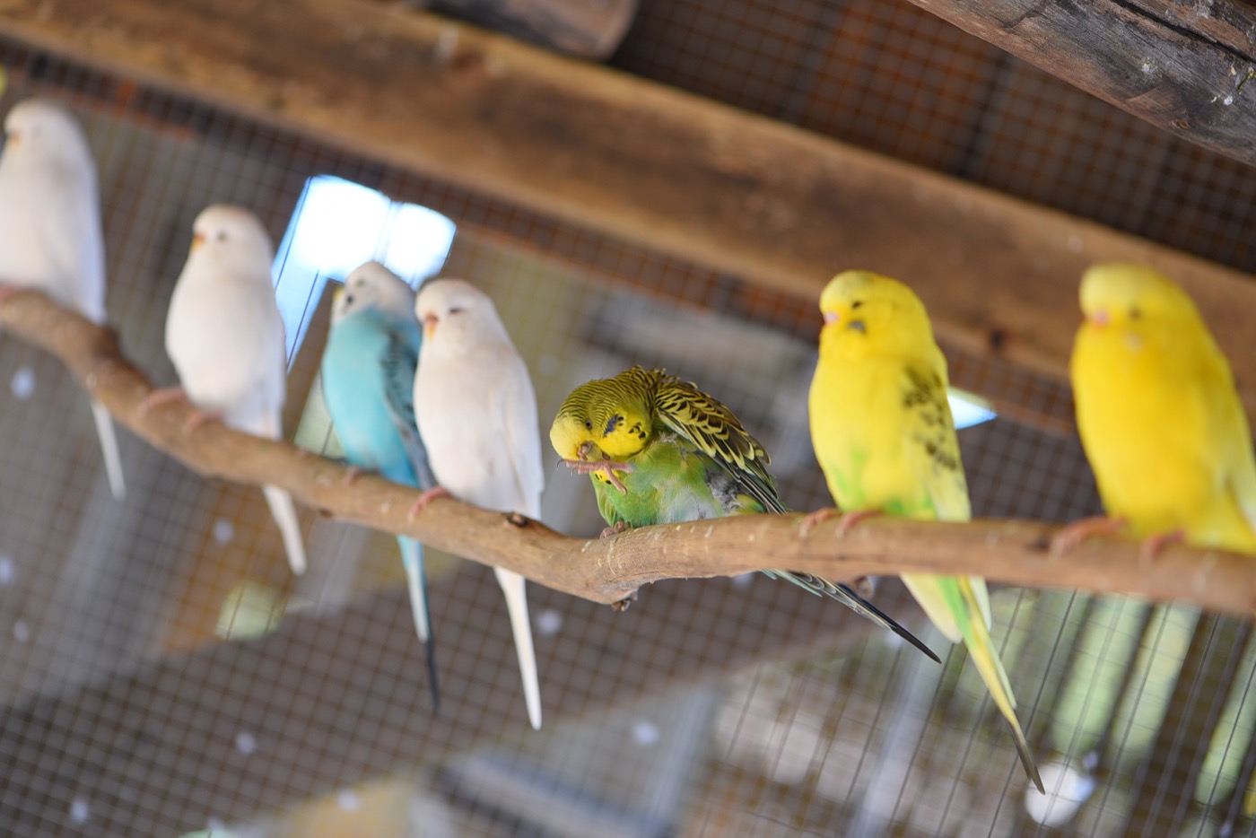 Sponsor our Budgies