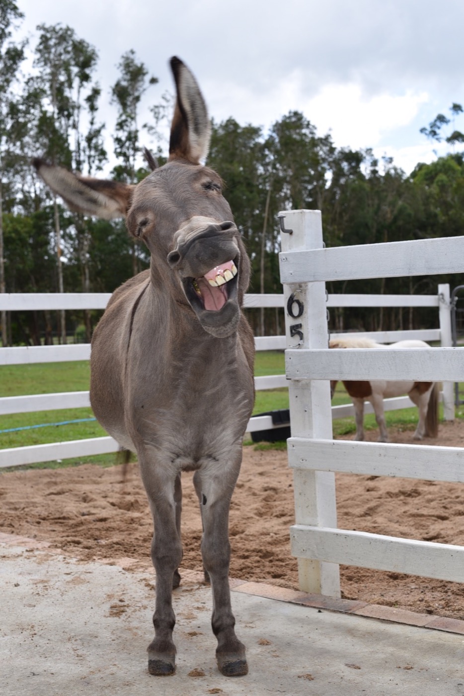 Mini Donkey