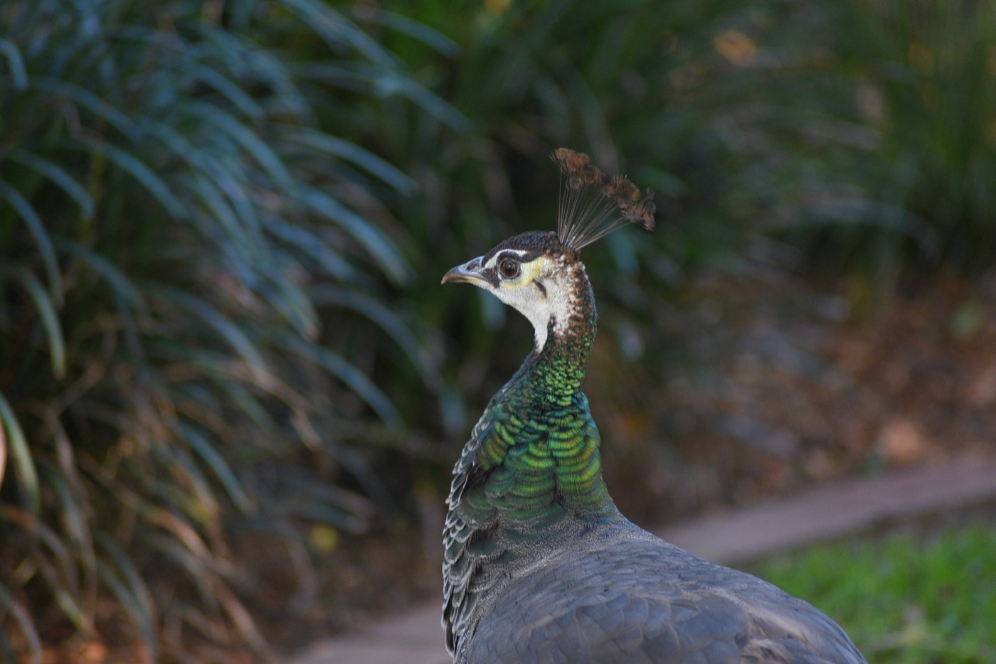 Sponsor our Peacock