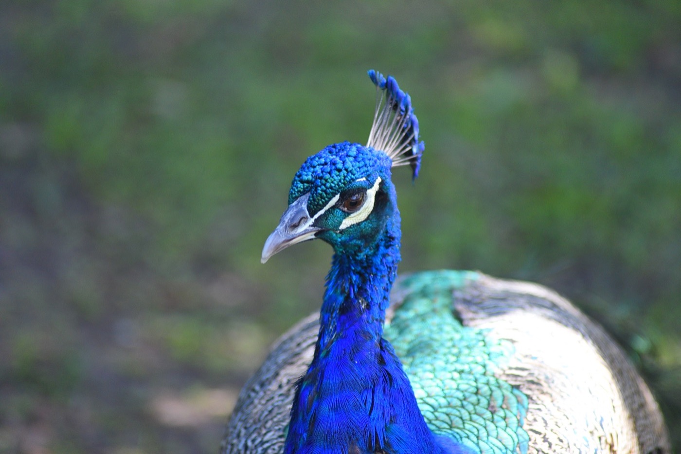 Sponsor our Peacock