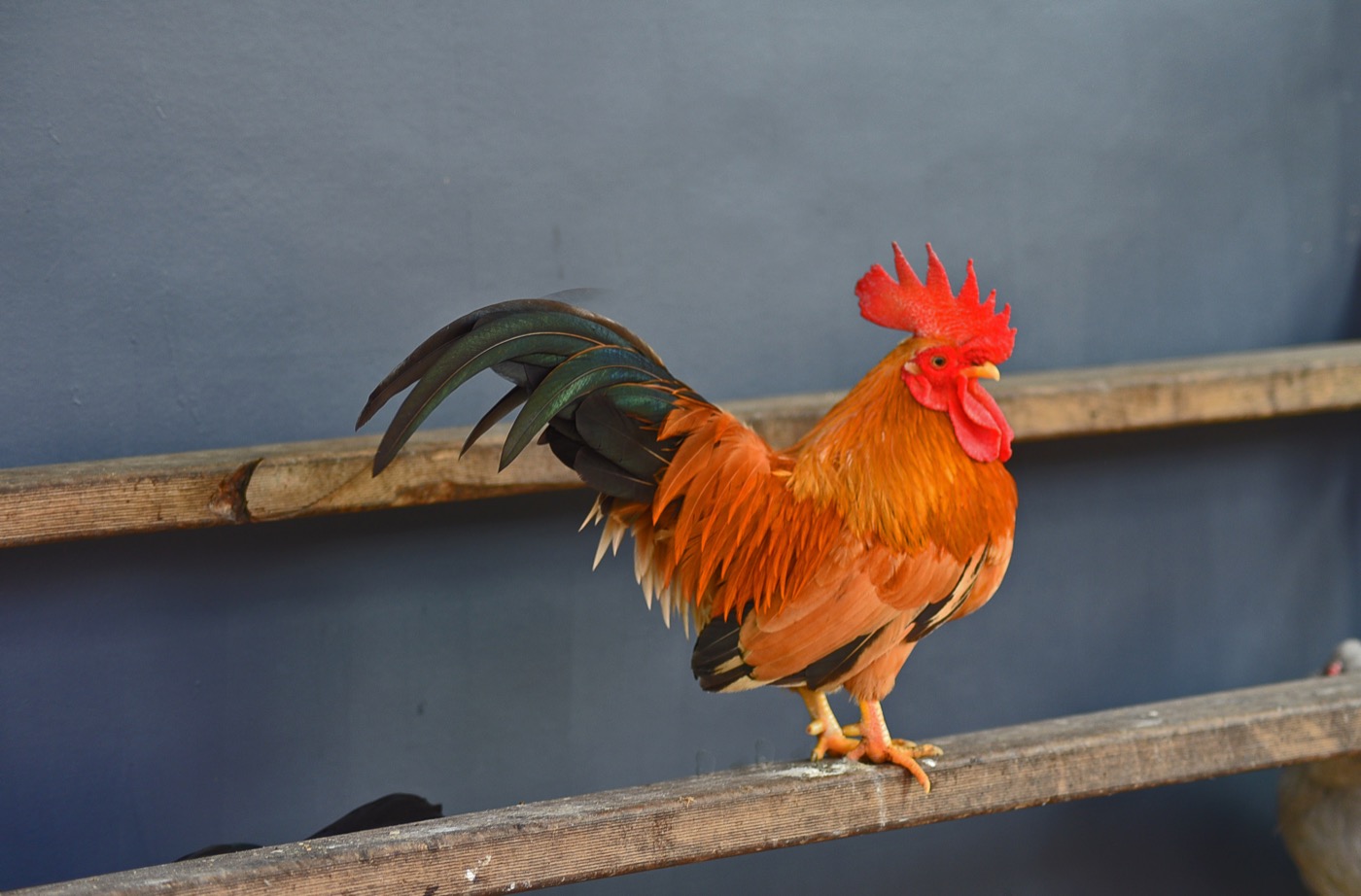 Sponsor our Roosters and Chickens