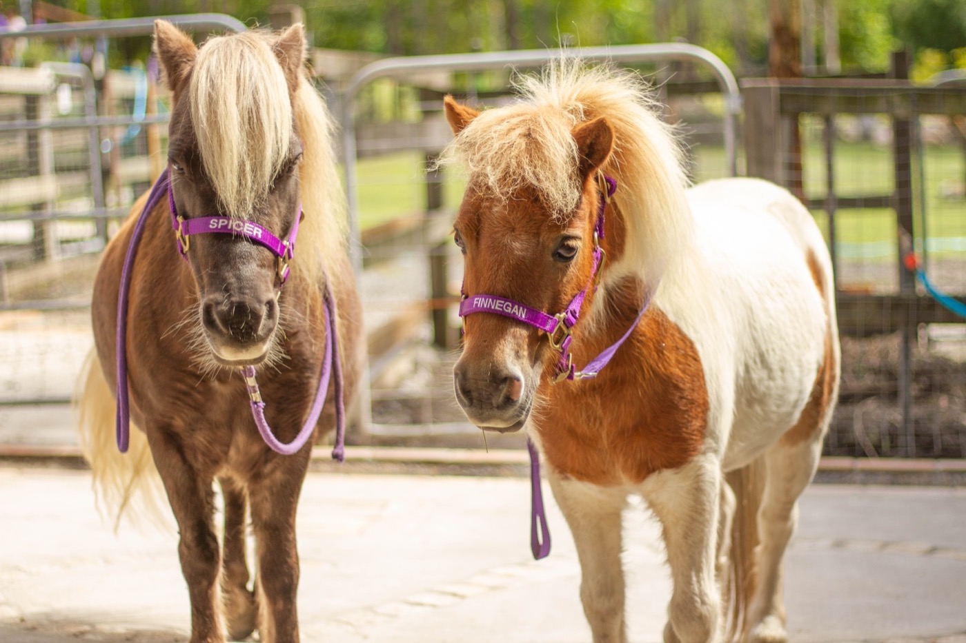 Sponsor our Miniature Horses