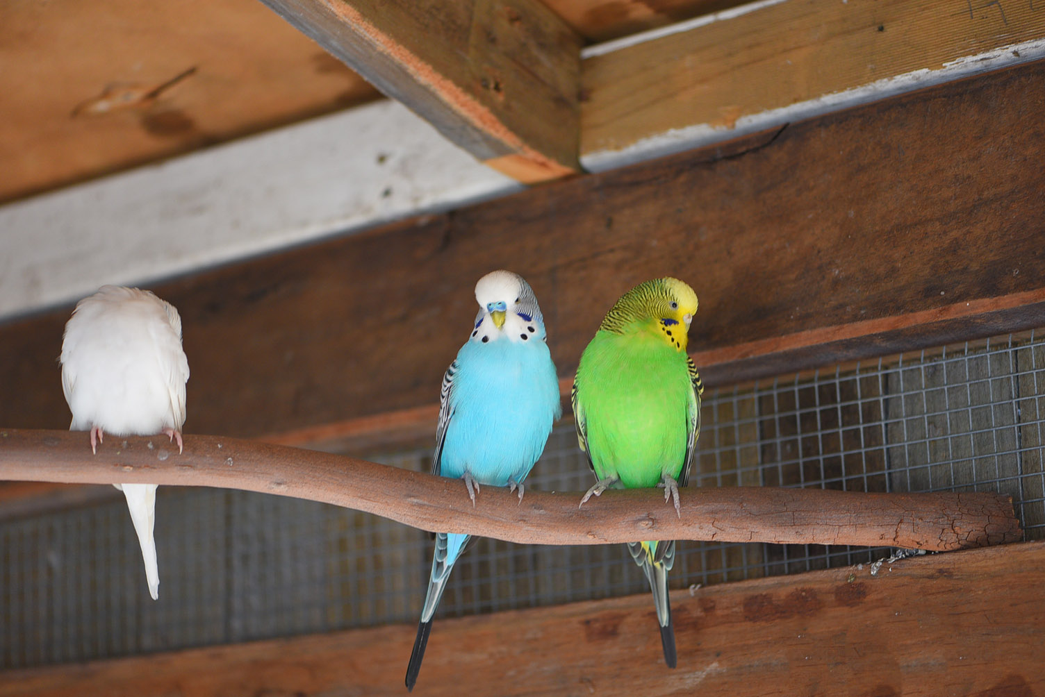 Sponsor our Budgies