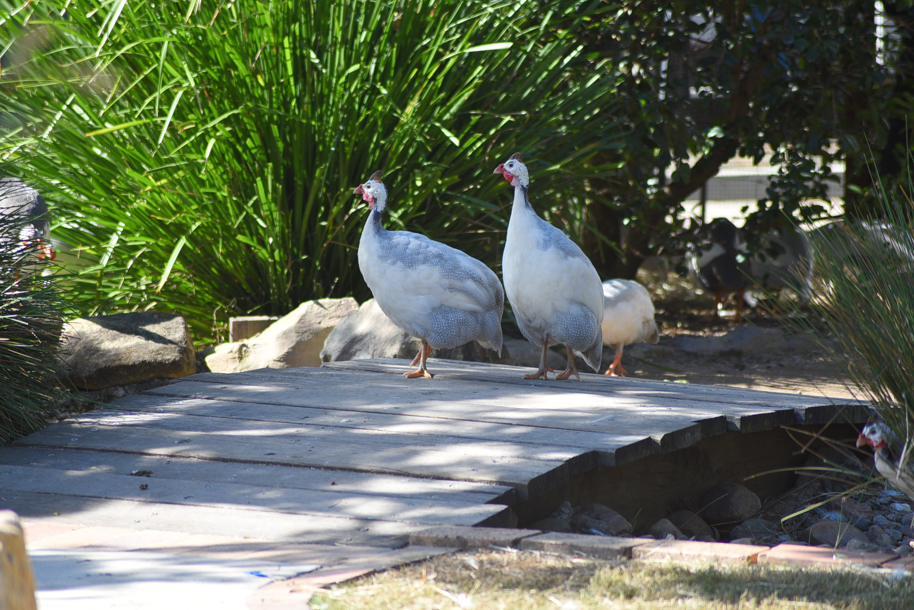 Guinea Fowl