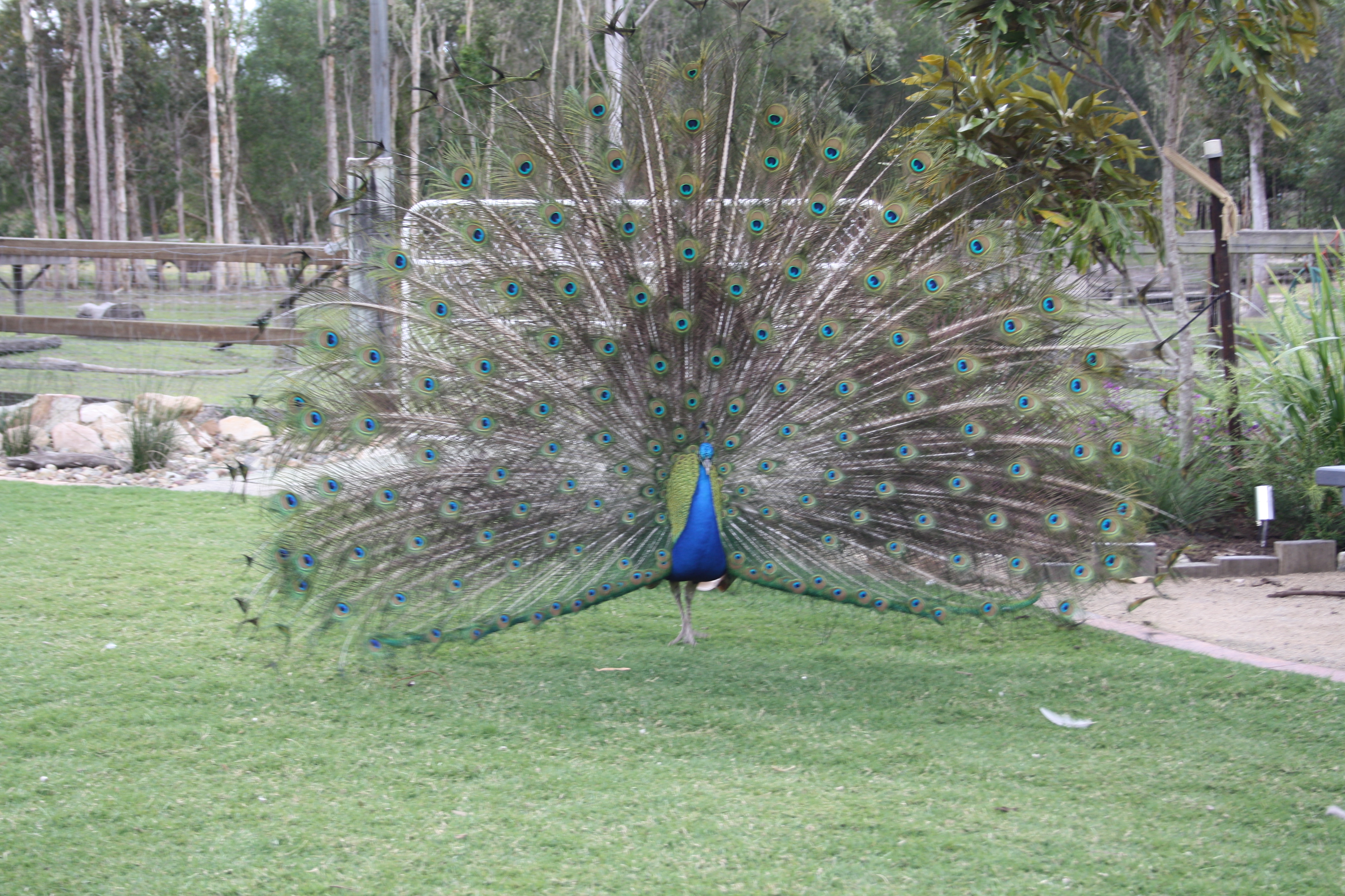 Peacock