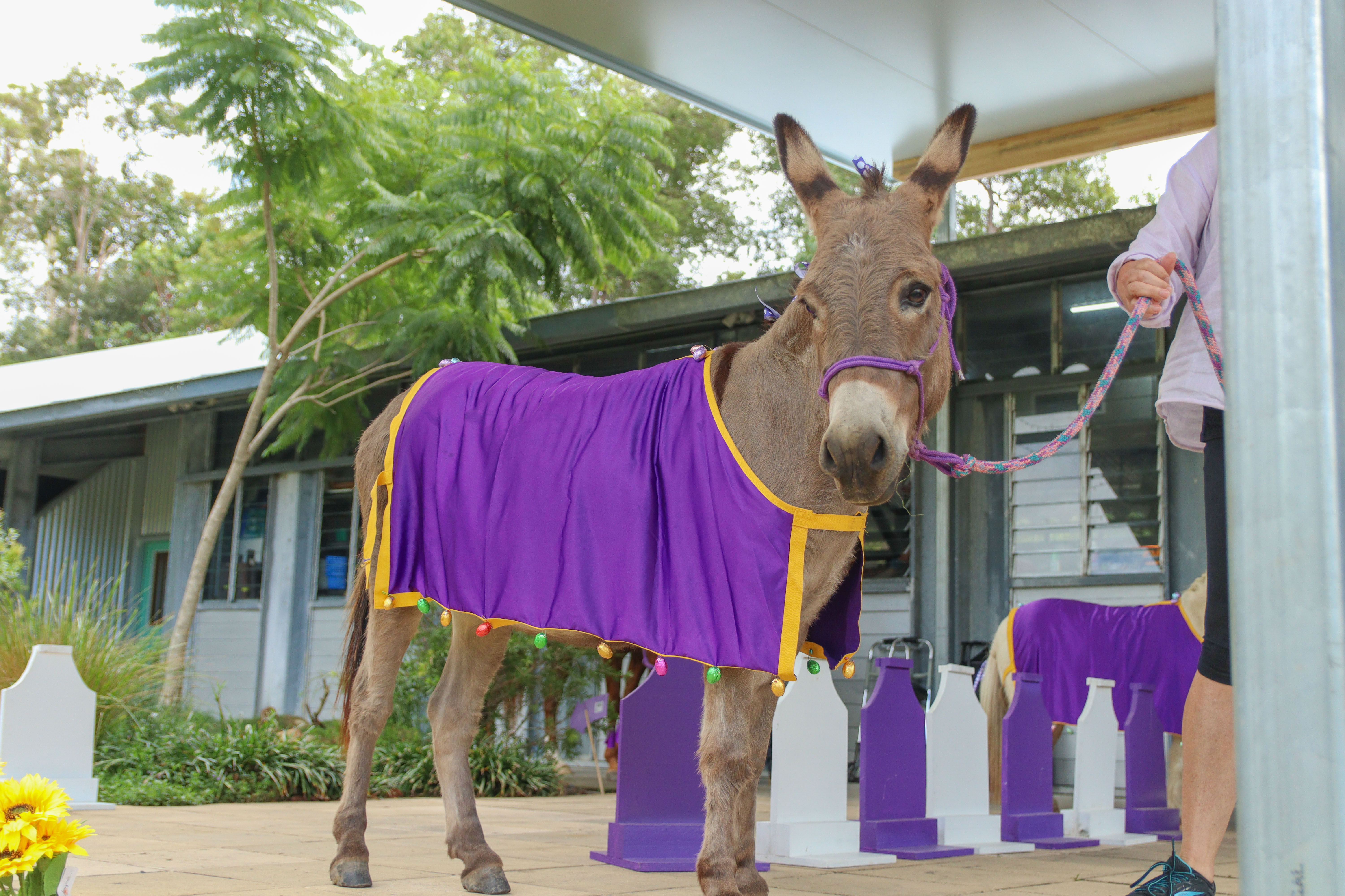 Neigh It Forward