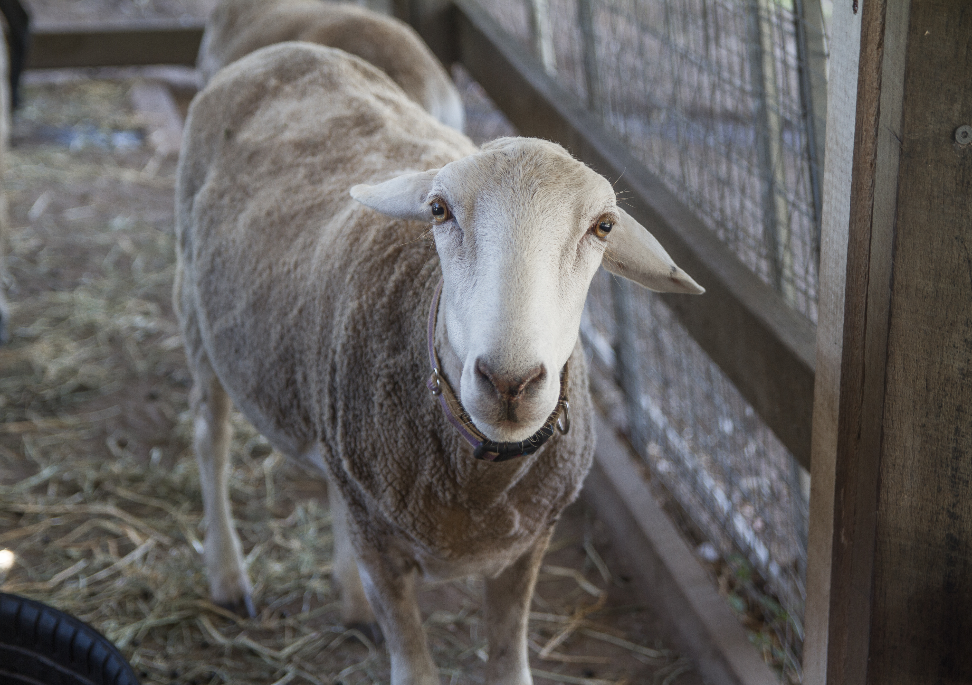 Sponsor an Animal