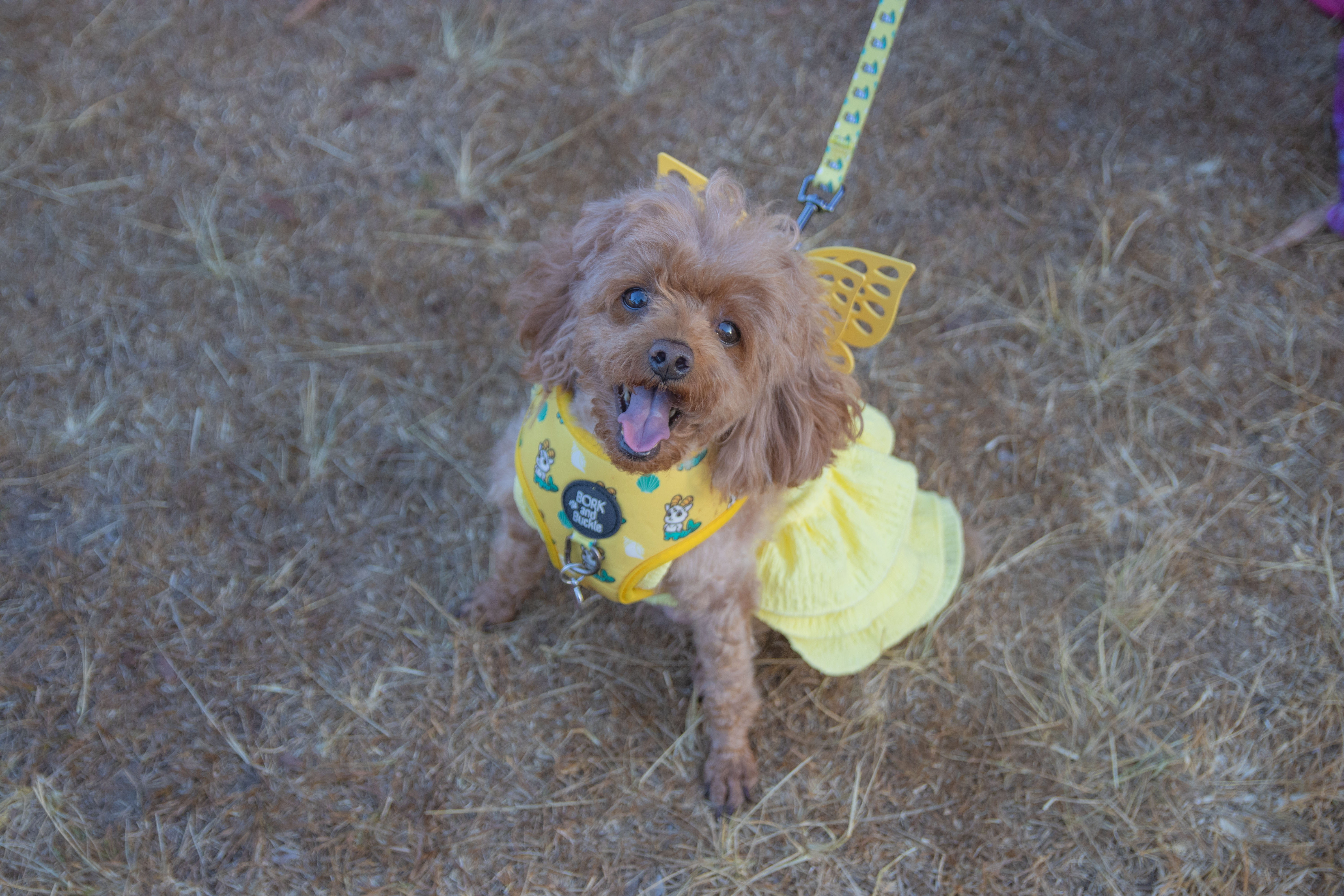 Walk in Wings by Sunshine Butterflies 